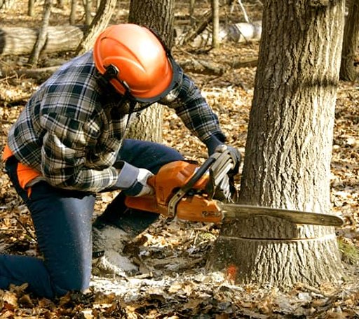 Tree Removal in Claridge, PA